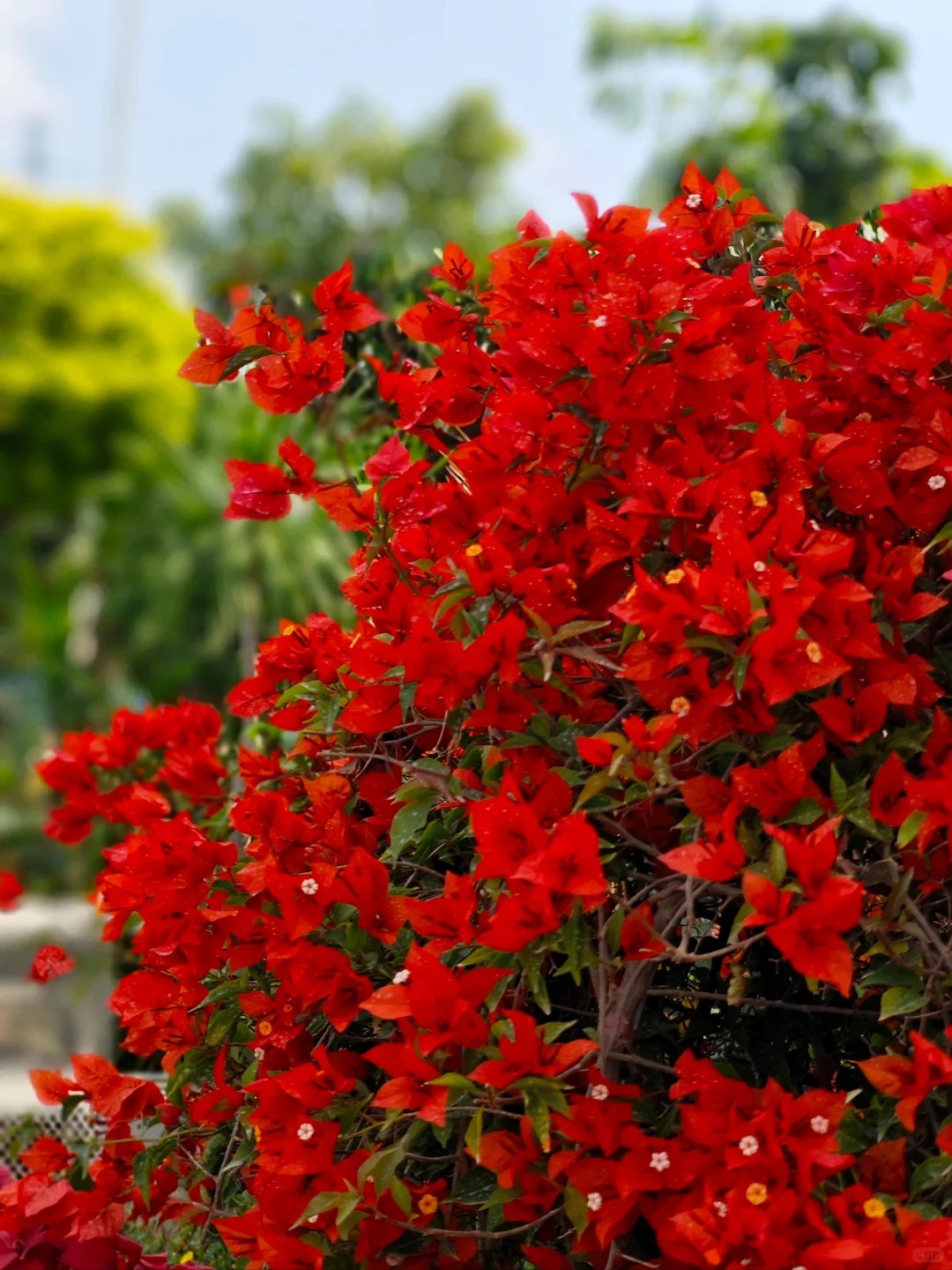 Bougainvillea Seeds: Grow Your Own Tropical Fireworks! 🌱🔥