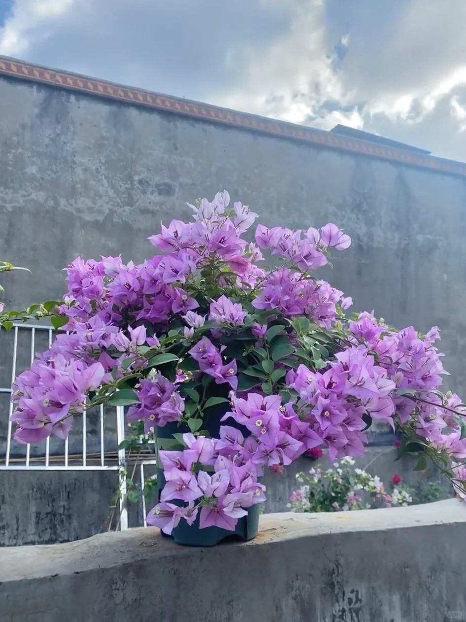 Bougainvillea Seeds: Grow Your Own Tropical Fireworks! 🌱🔥