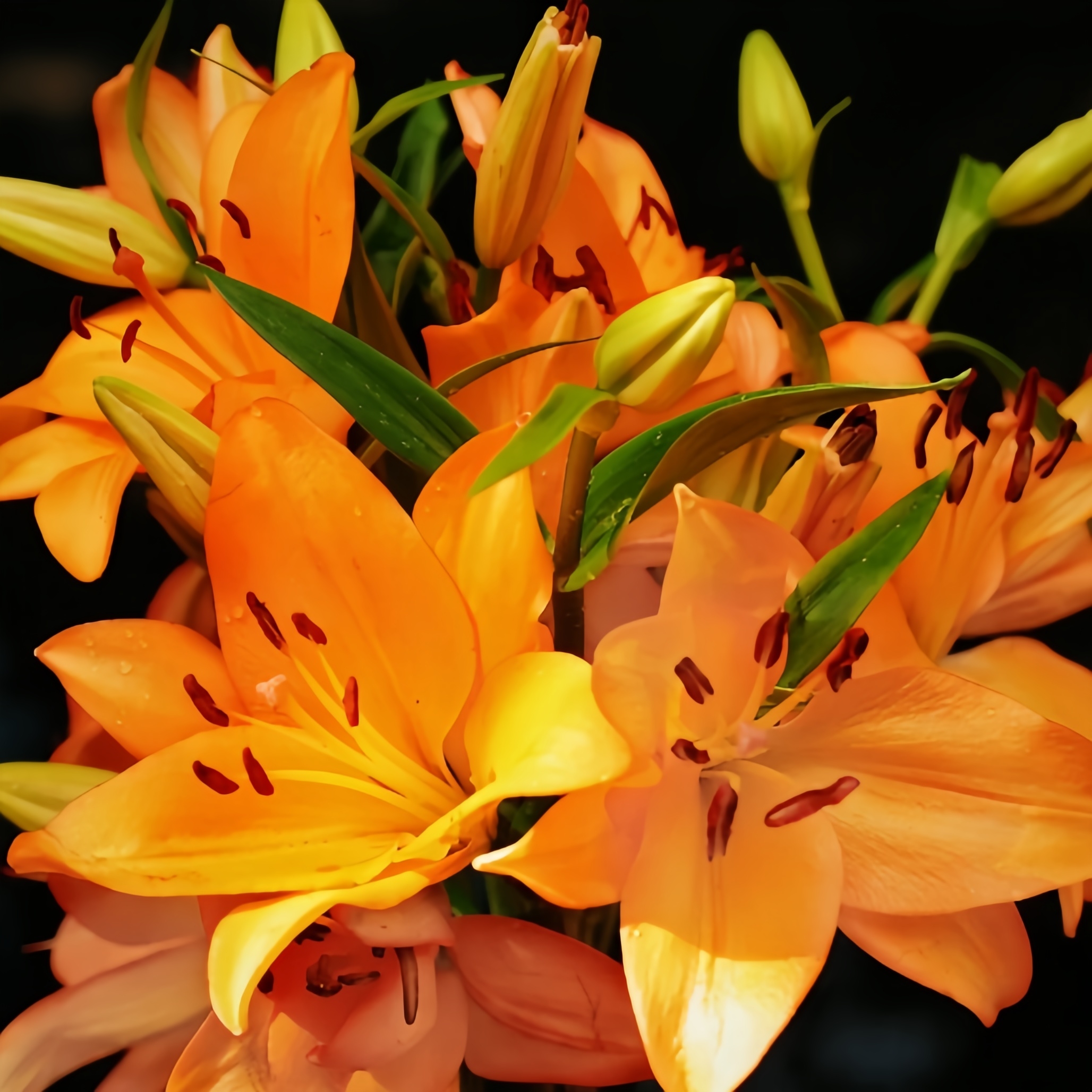 🌸 Double Petal Lily – Where Elegance Meets Fragrance