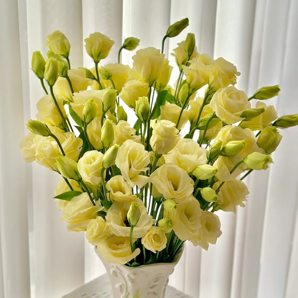 🌸 Lisianthus - The Romantic Fairy from Afar 🌸