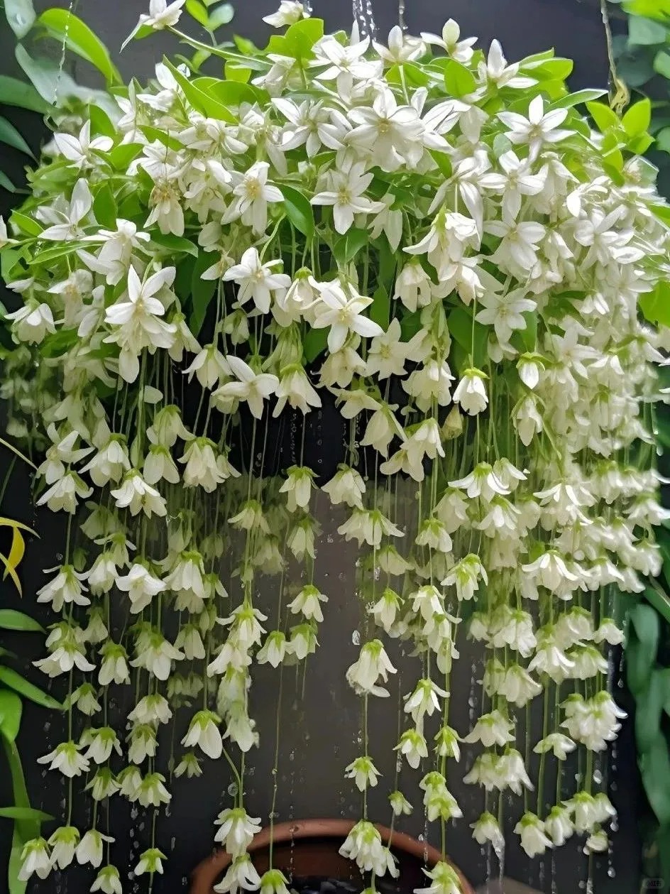 🌸Stunning Weeping Jasmine🌿 ‘White Jade Butterfly’🦋 – Elegant Fairy-like Blooms! ✨