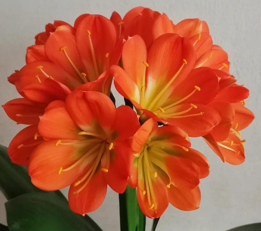 🌺✨ Unleash Winter Magic: Grow Stunning Clivia at Home! ✨🌿