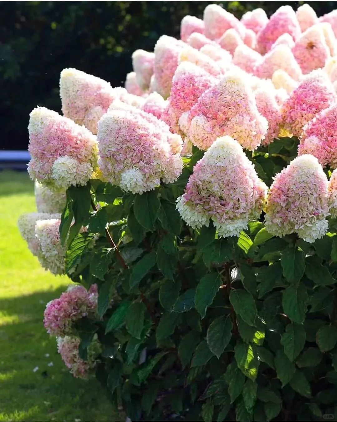 Hydrangea paniculata : A Stunning Perennial Shrub