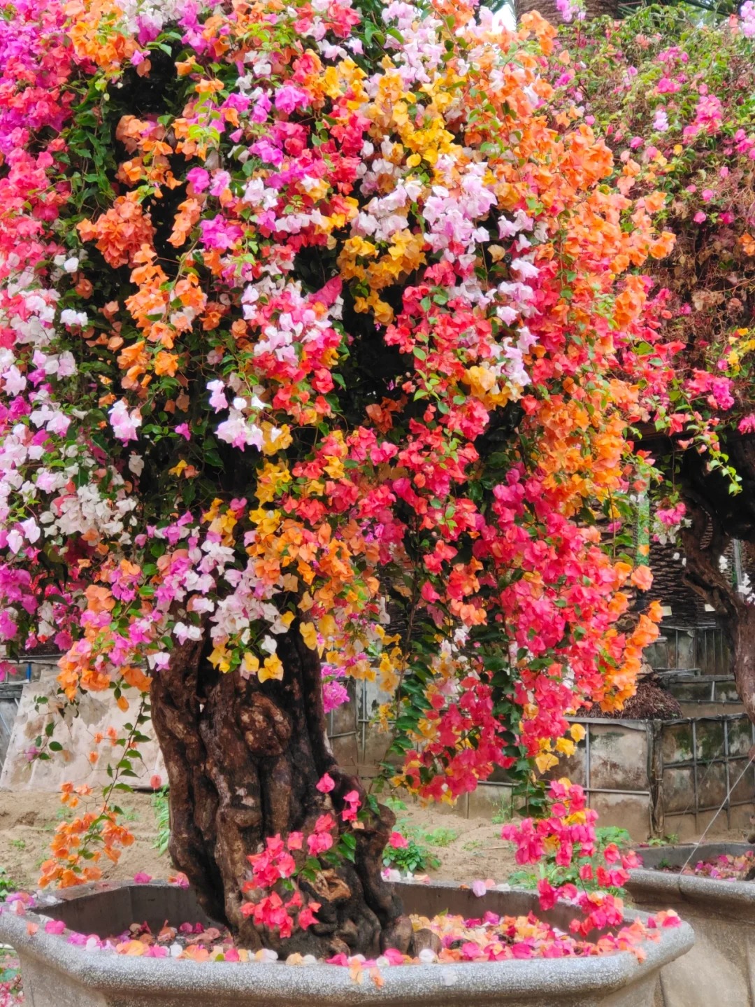 Bougainvillea Seeds: Grow Your Own Tropical Fireworks! 🌱🔥