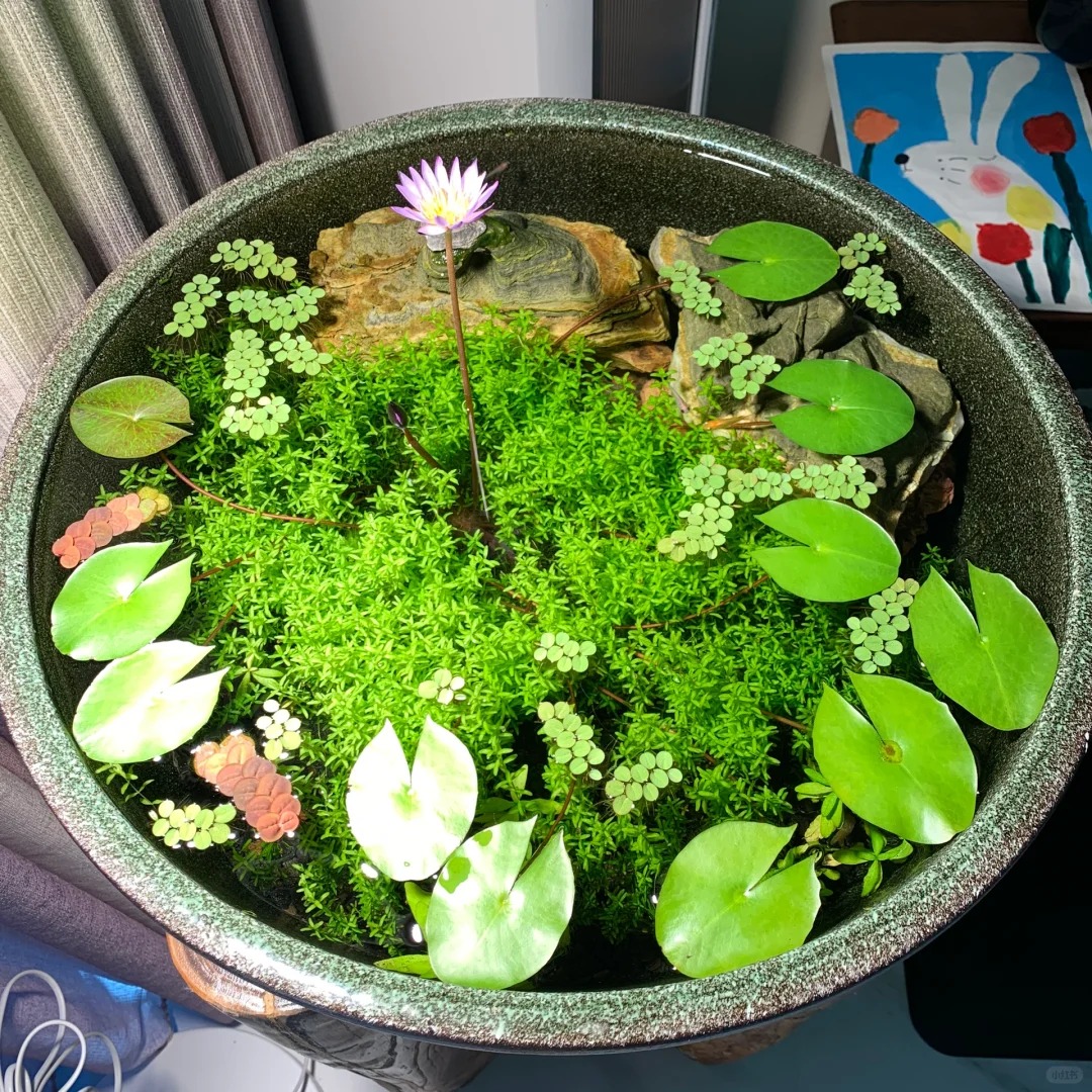 🌺Seeds of Nymphaea (Water Lily)