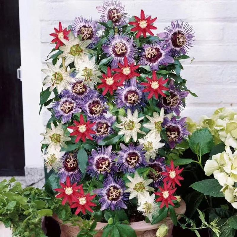 56%OFF📢Spring Hot 🌟Passionflower Seeds 🌟Colorful Flowers