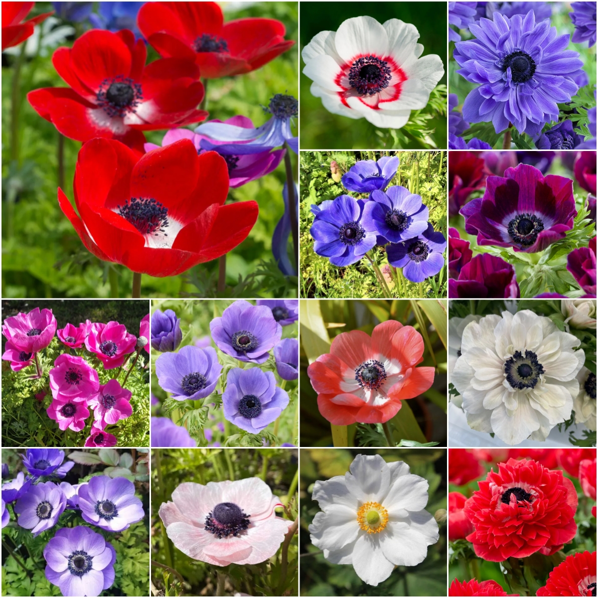 Anemone Bulbs ✨ 🌸Windflowers,High Quality Matching Bulbs