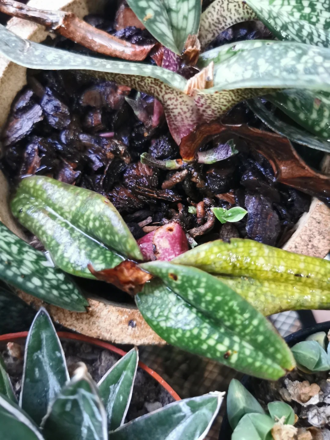 🌈Paphiopedilum micranthum - La Fleur de Vénus