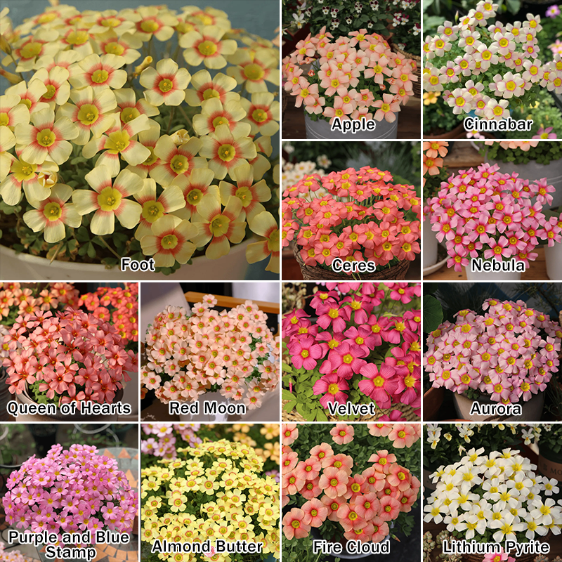 Oxalis Bulbs 🌺🏡 Low Maintenance Perennial Flowering Plants