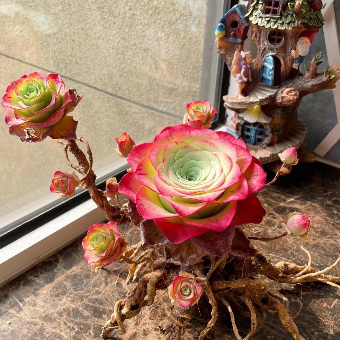 🌹The Mountain Rose Succulent 🌿Greenovia Dodrantalis