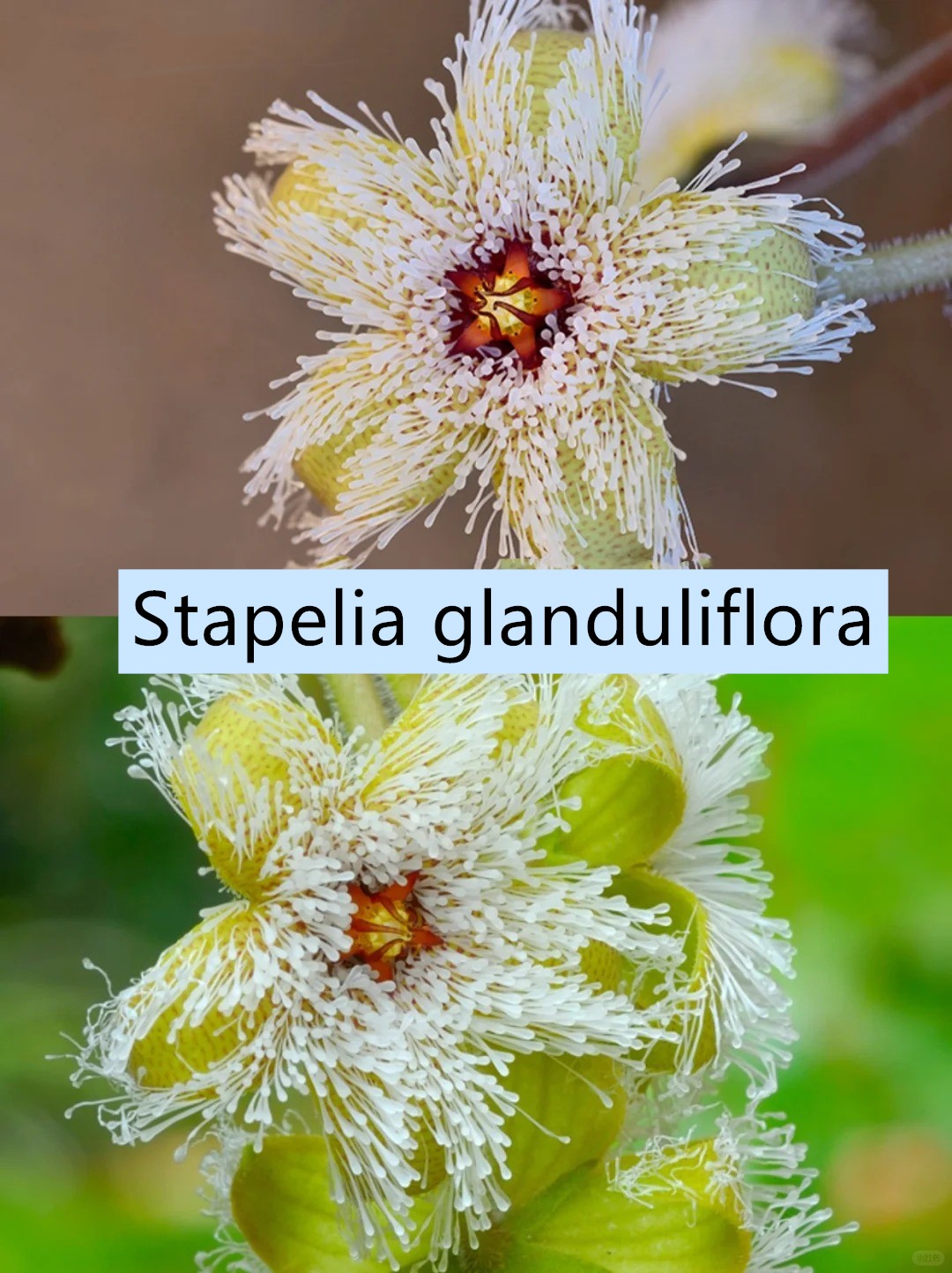 Graines rares de "cactus" - Stapelia glanduliflora