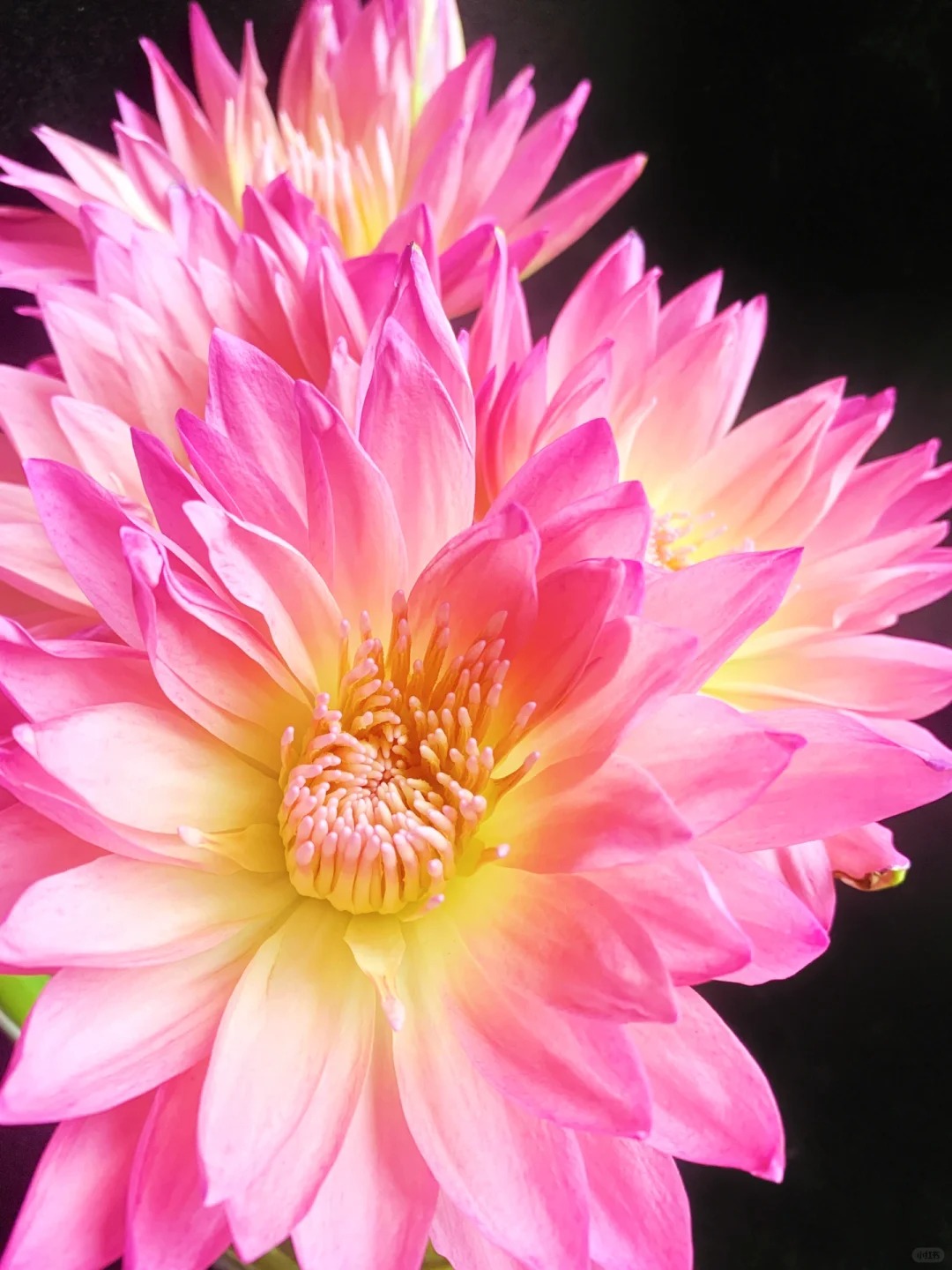 🔥 50% de Réduction 🎁⏰Les graines de nénuphar