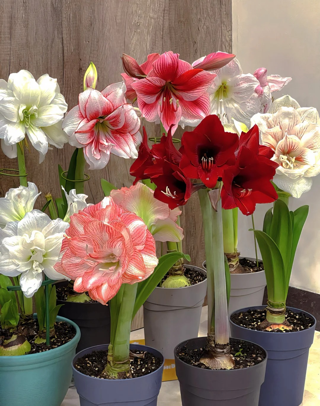 Rare Amaryllis Bulbs