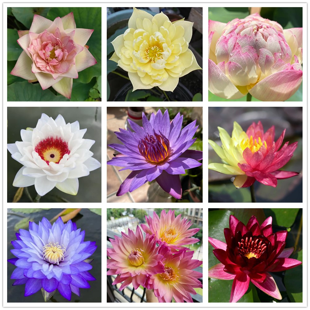 🔥 50% de Réduction 🎁⏰Les graines de nénuphar