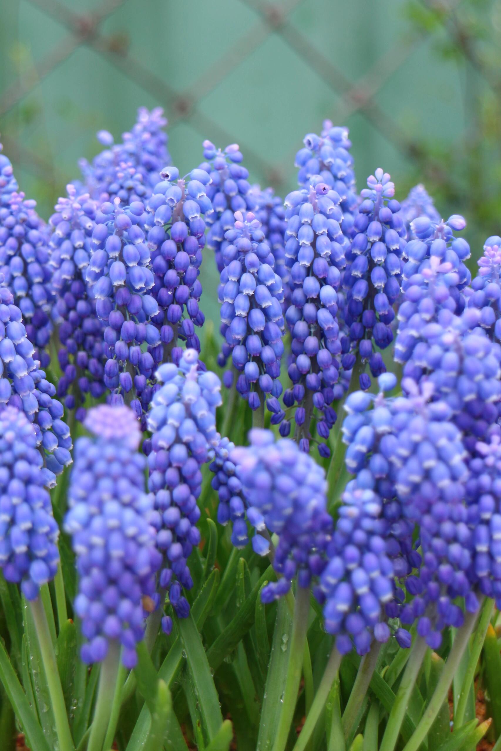🌸 Grape Hyacinth Bulbs – A Touch of Charm for Your Garden 🌸