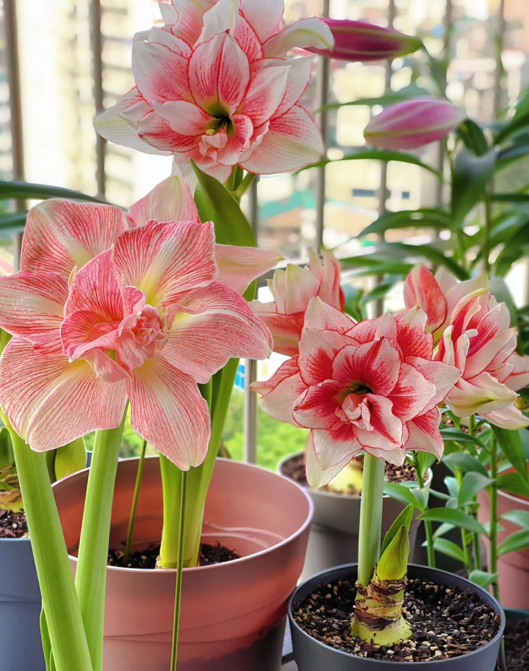 Rare Amaryllis Bulbs