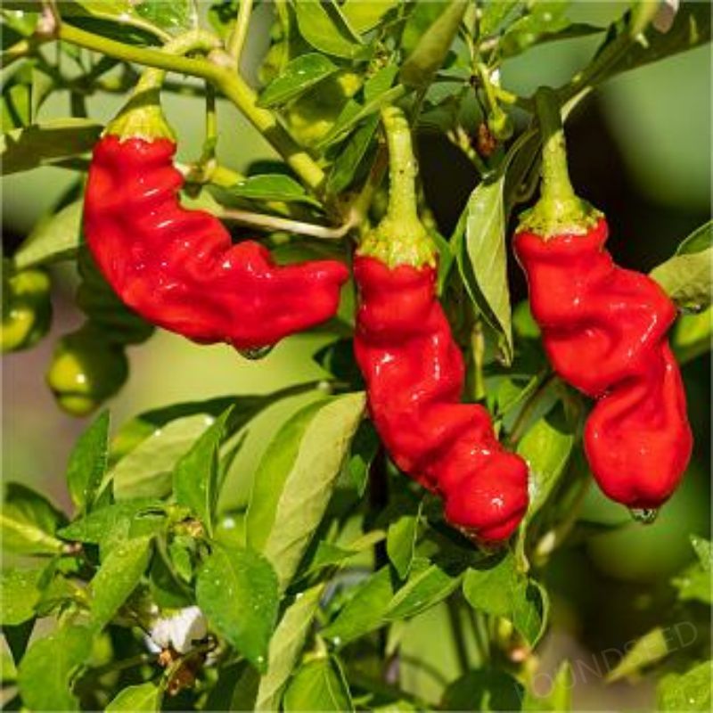 Semillas de Chile Mixtas