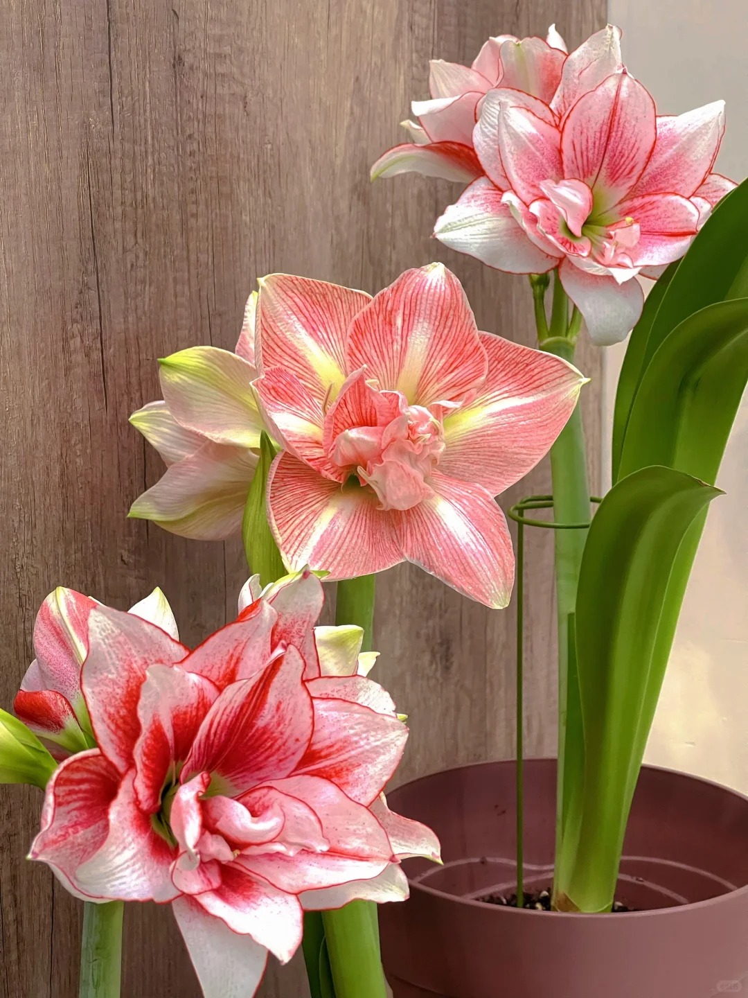 Rare Amaryllis Bulbs