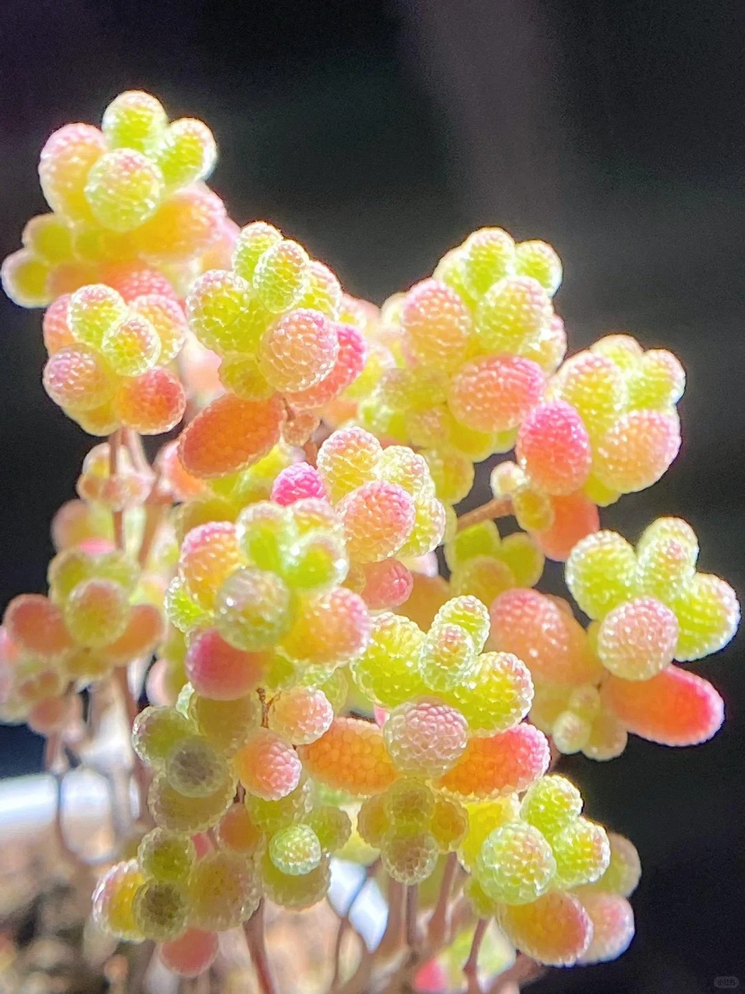 🍬Graines de Drosanthemum Globuleux