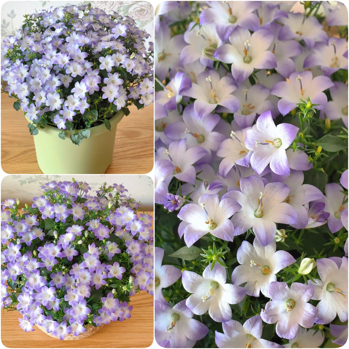 🎊A new variety of bellflower🎊 - Dreamy bellflower🫧