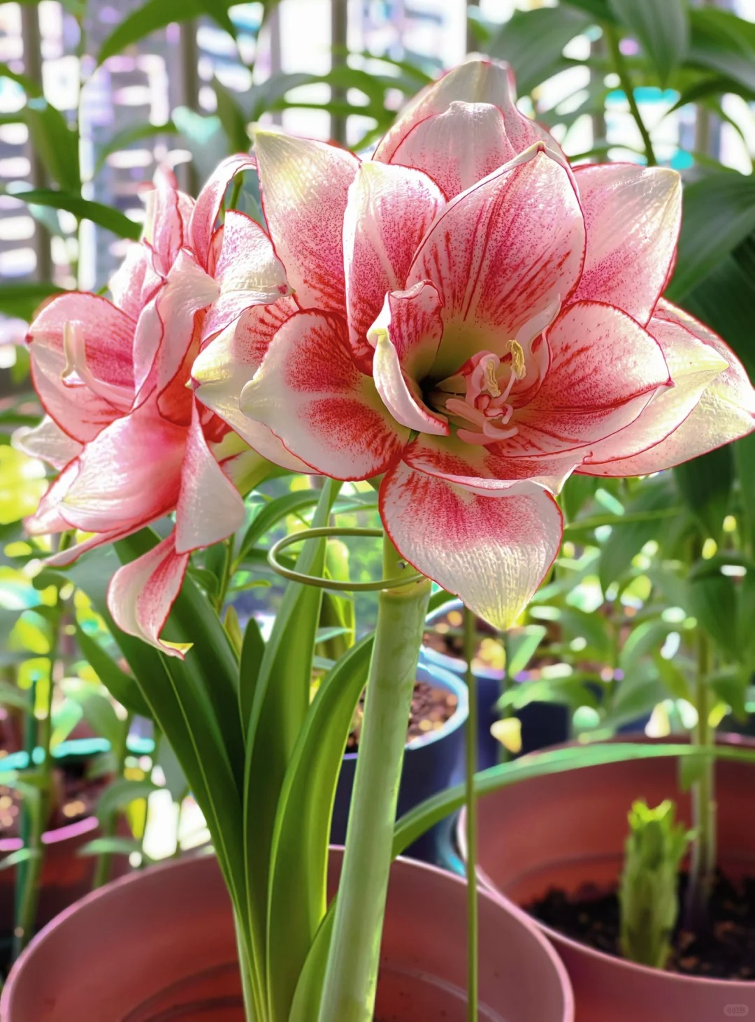 Rare Amaryllis Bulbs