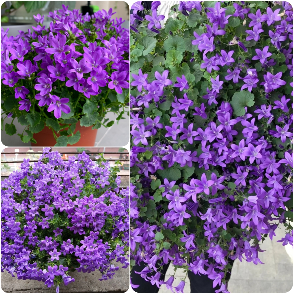 🎊A new variety of bellflower🎊 - Dreamy bellflower🫧