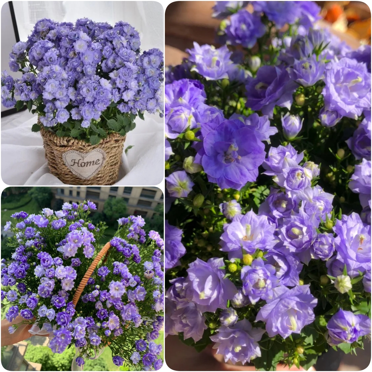 🎊A new variety of bellflower🎊 - Dreamy bellflower🫧