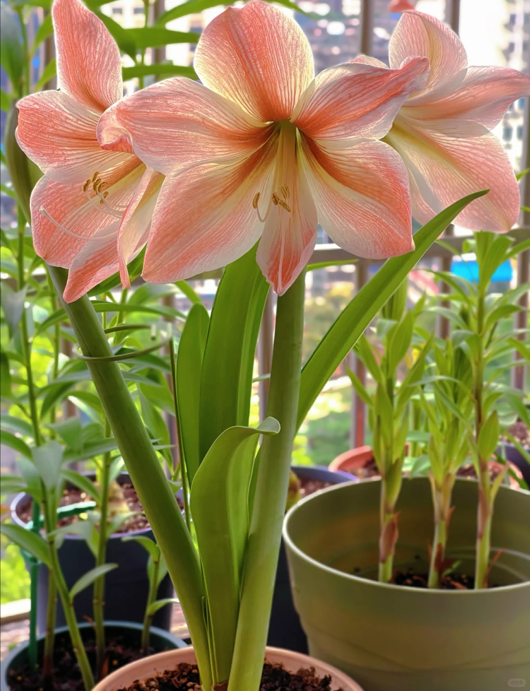 Rare Amaryllis Bulbs