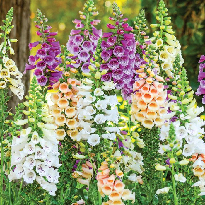 Foxglove Flower Seeds