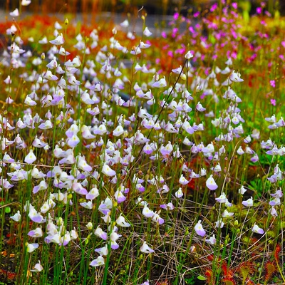 Utricularia sandersonii Seeds