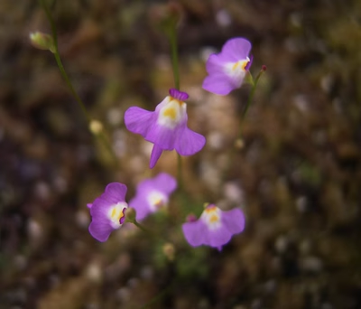 Utricularia sandersonii Seeds