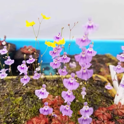 Utricularia sandersonii Seeds