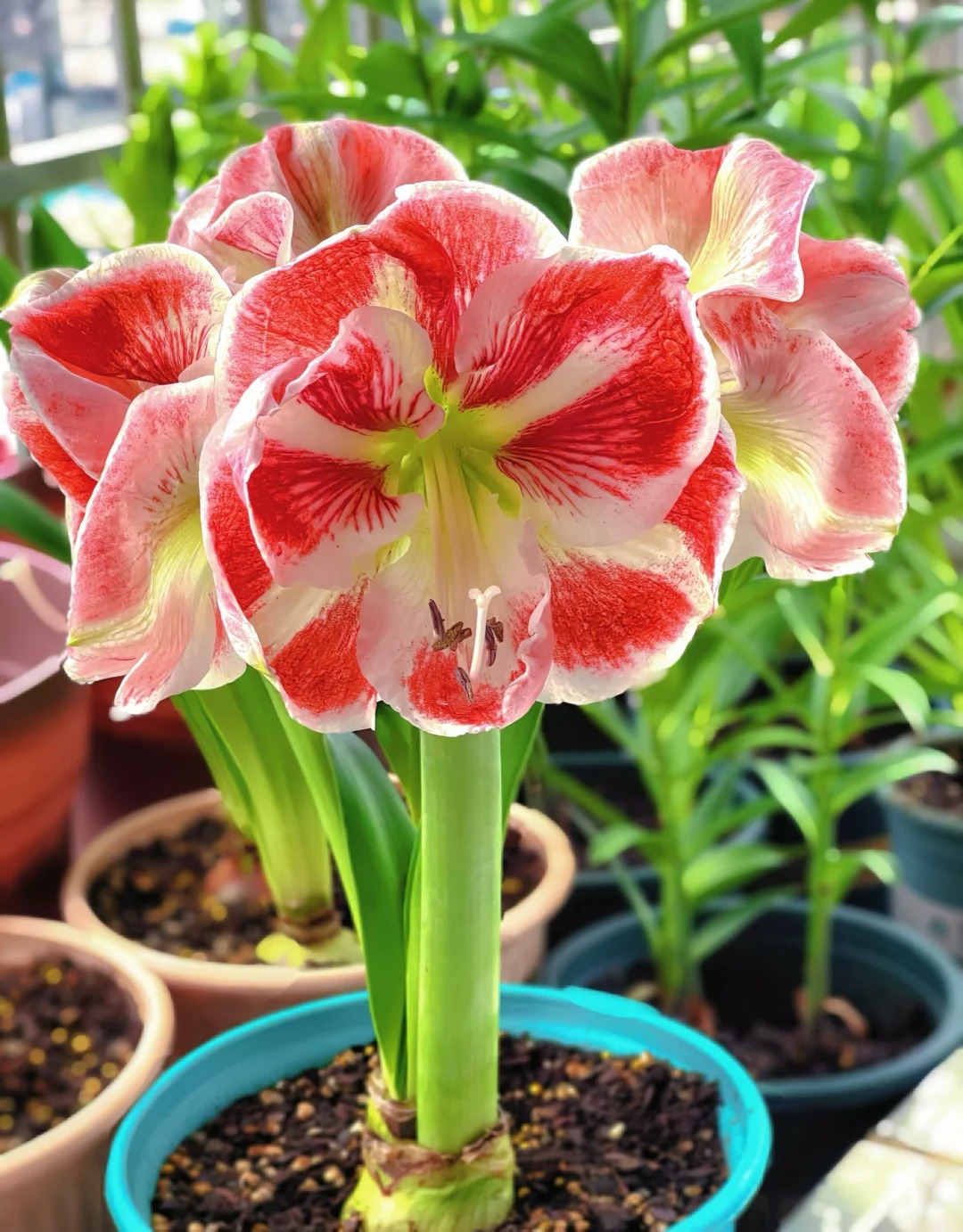 Rare Amaryllis Bulbs