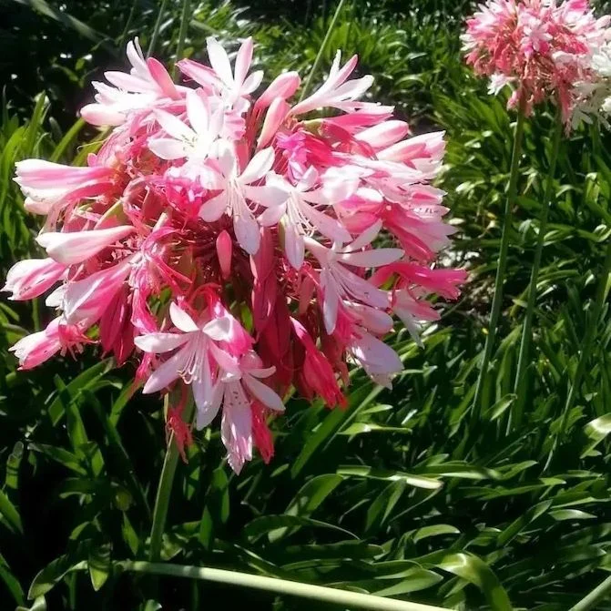 ??Agapanthus africanus 'Pink'