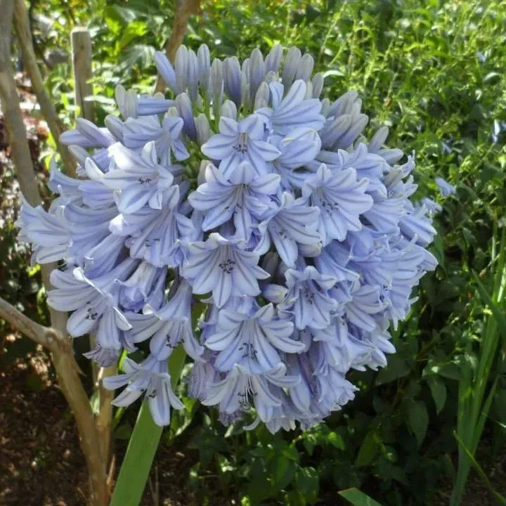 ??Agapanthus africanus 'Pink'