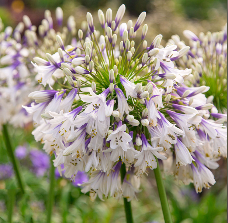 ?Agapanthus africanus 'Fireworks'