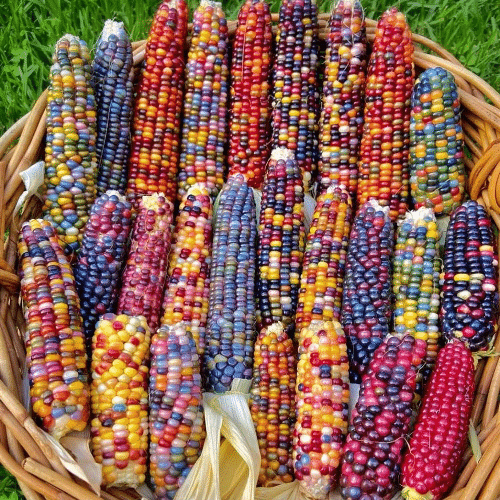 ?Painted Hill Sweet Corn Seeds