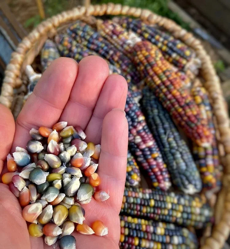 ?Painted Hill Sweet Corn Seeds