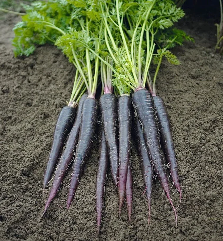Black Nebula Carrot