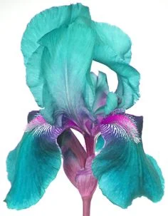 ?Iris (Phalaenopsis) Orchid Flower, Perennial Flower