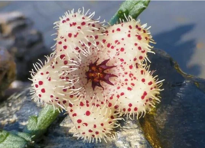 Stapelia berlindensis Succulent potted plants Home decorating plants Seeds