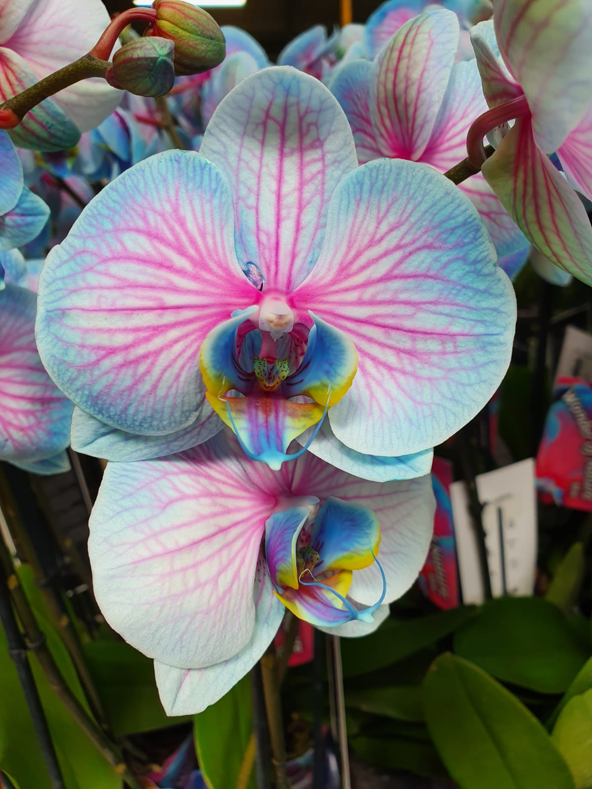 Blue pink orchid