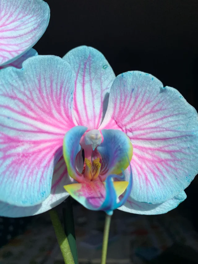 Blue pink orchid