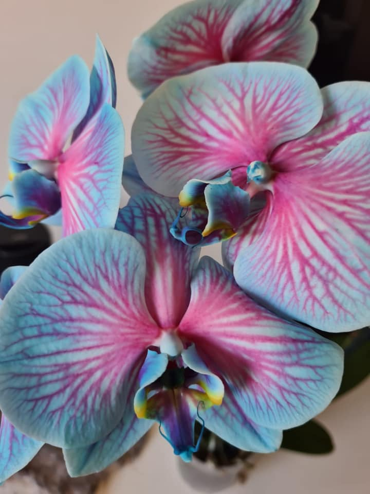Blue pink orchid