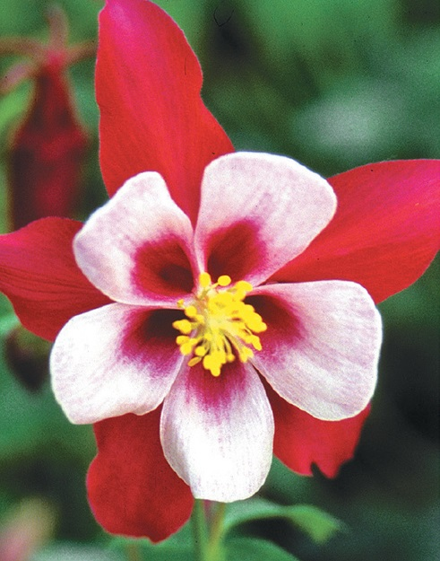 Aquilegia ��Crimson Star��