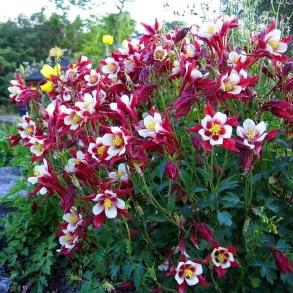 Aquilegia ��Crimson Star��
