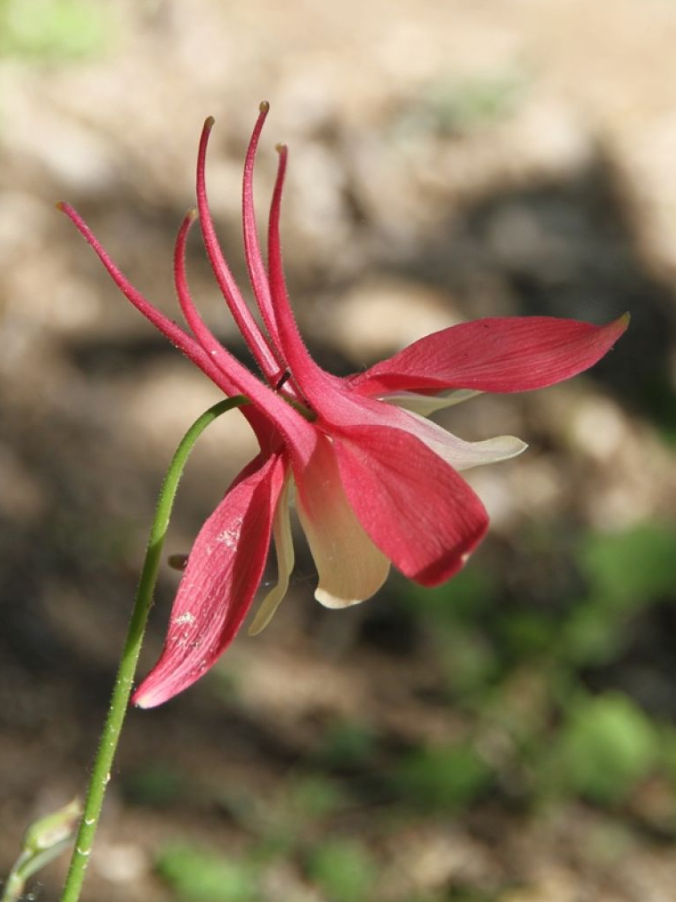 Aquilegia ��Crimson Star��