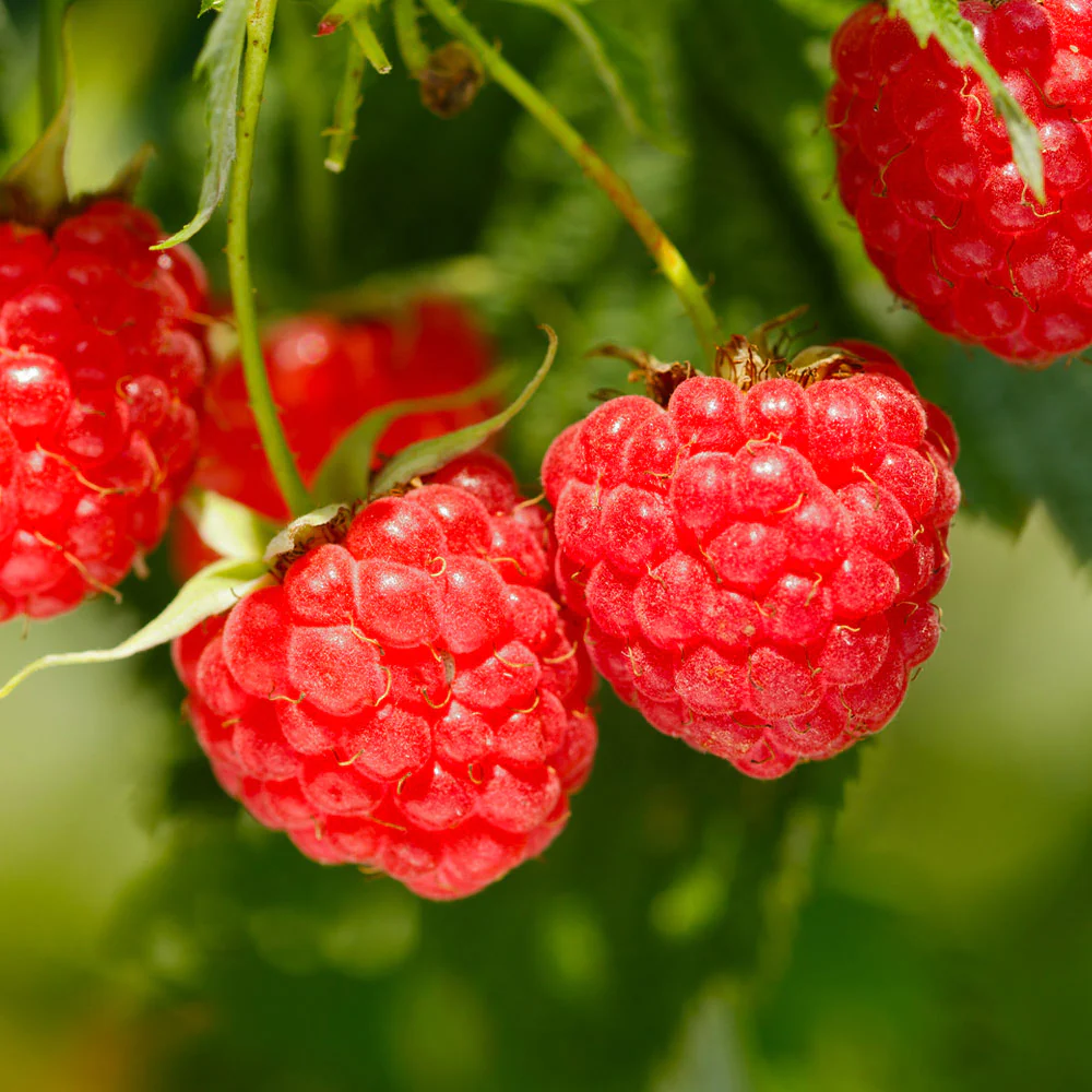Hot Selling🔥Double Season Red Raspberry