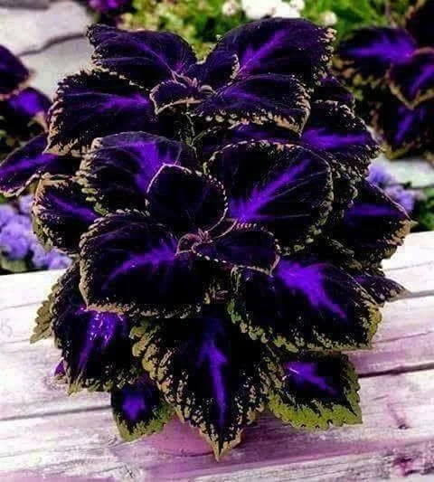 🔥🔥Renouveau du Jardin 💥Coleus blumei - noir bleu