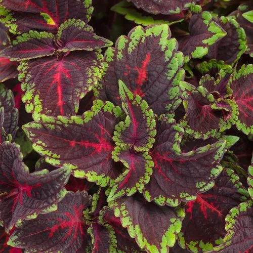 🔥🔥Renouveau du Jardin 💥Coleus blumei - noir bleu